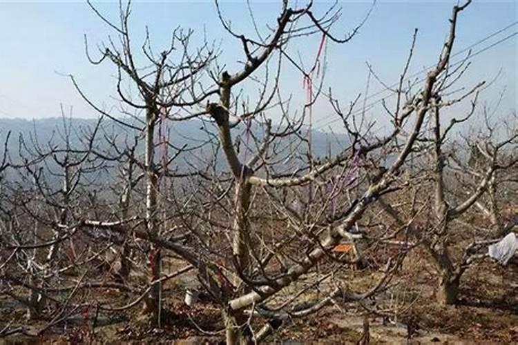 车厘子施肥时间和方法 车厘子施肥技巧