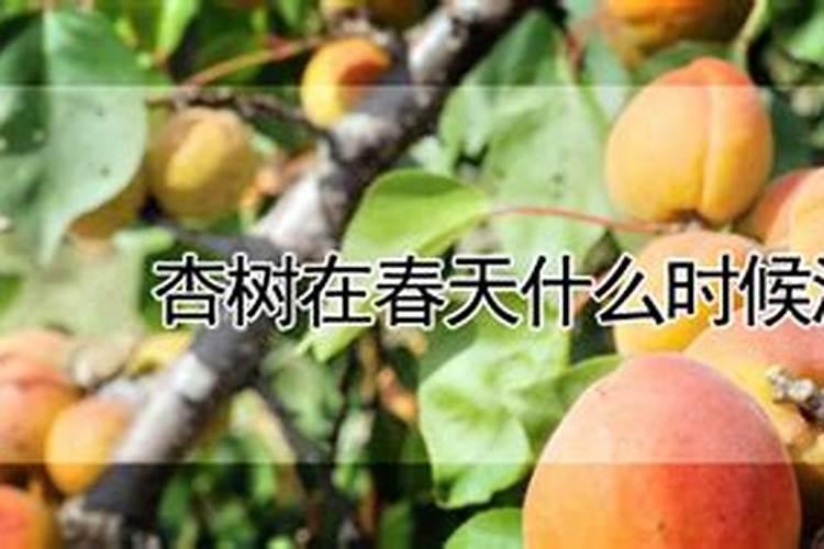 杏树什么时间施肥最好