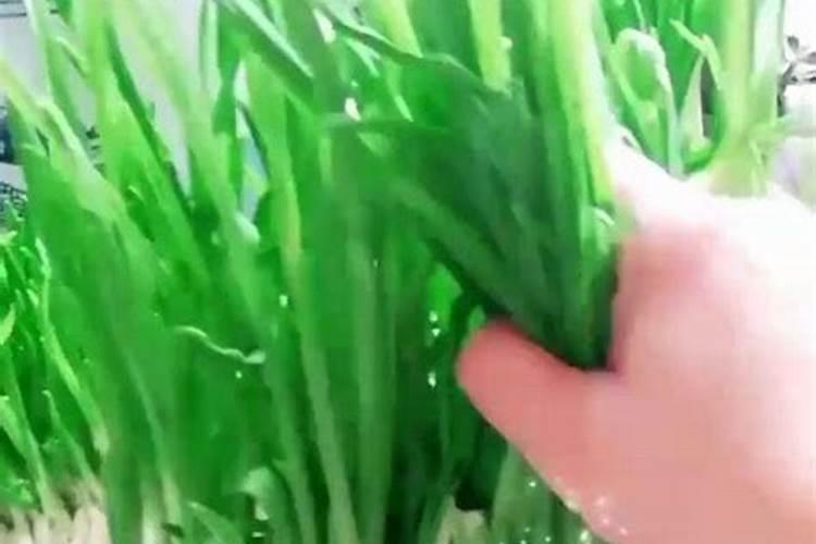 种蒜什么时间上肥料