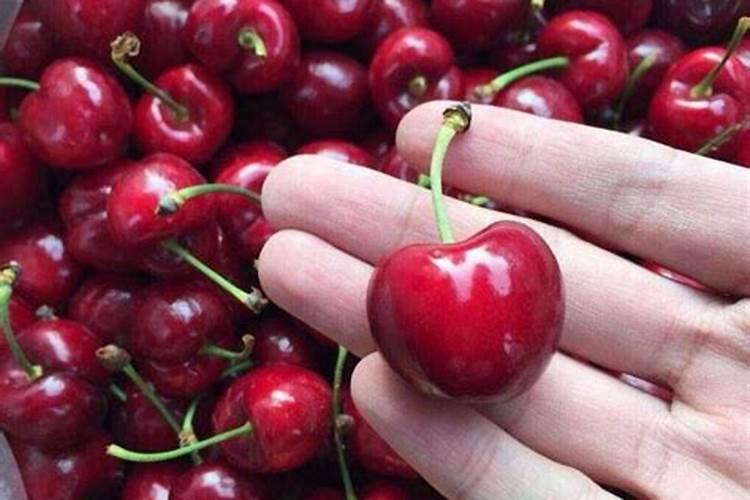 盆栽大樱桃怎样管理和施肥