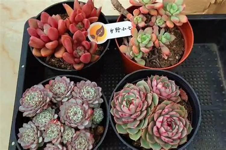多肉植物施什么肥容易爆盆