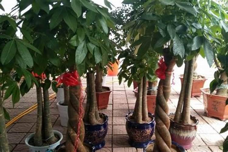 种植阳光玫瑰葡萄时,需要施什么肥呢？