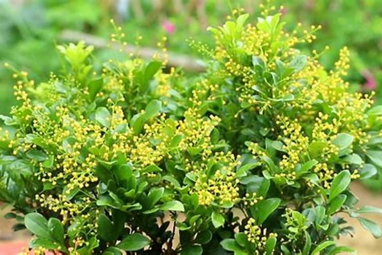米兰花什么时候施肥