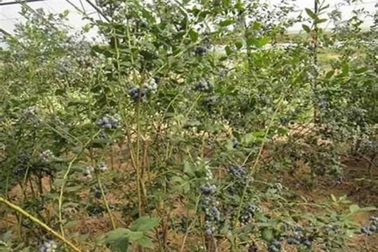 北方蓝莓小树叶面肥打到几月份结束