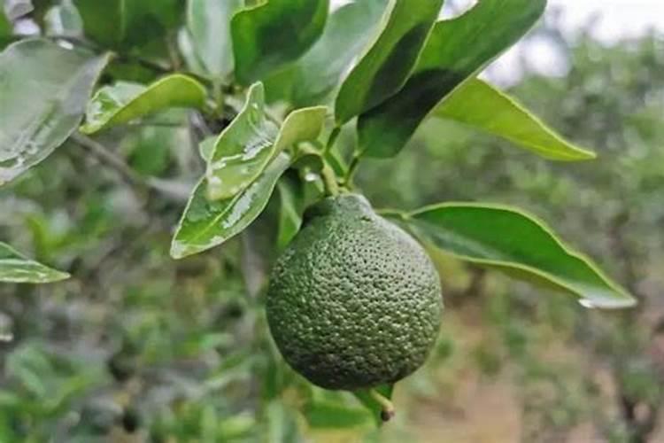 果树如何确定需冷量范围