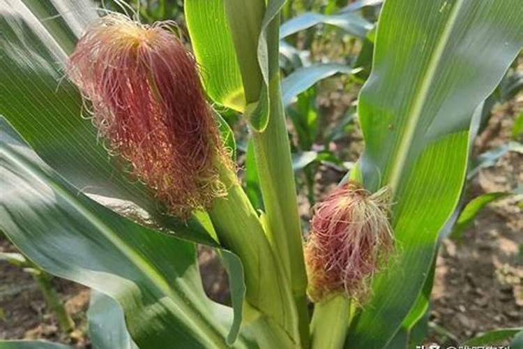 玉米几叶时可以用芸苔素