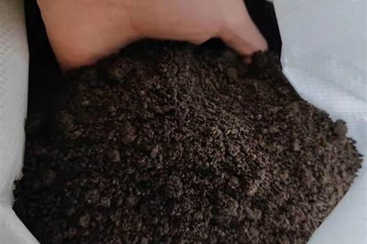 茶花树枝干干枯落叶如何解决？