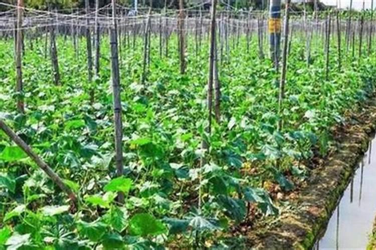 氯化钾肥料能用在什么植物上