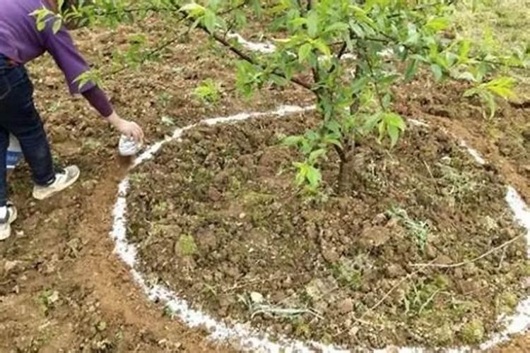 菜油渣是什么肥