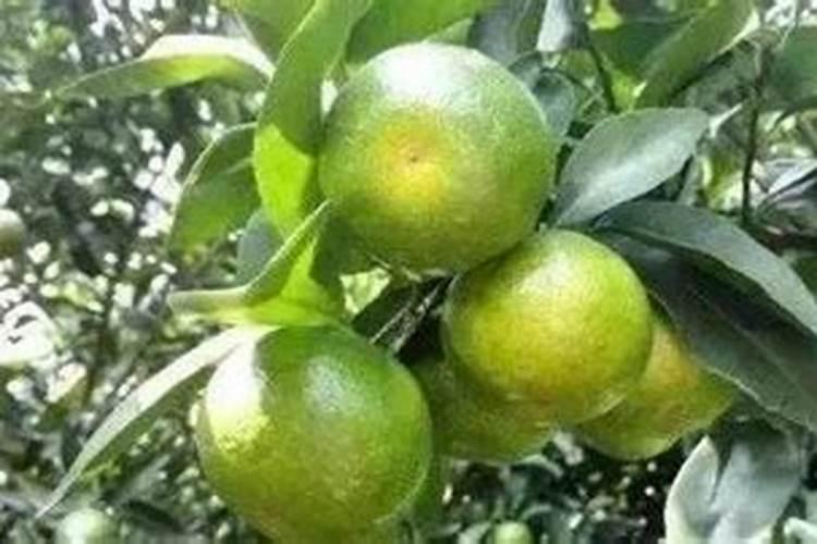 柑橘采收前如何浇水施肥柑橘施肥哪些是要注意的