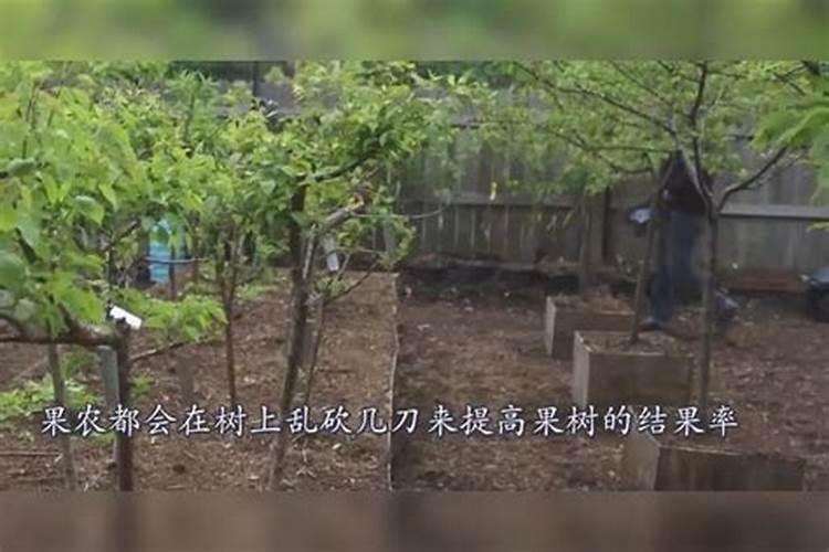 果树开花不挂果是什么原因为什么果树生产中有时候只开花不结果