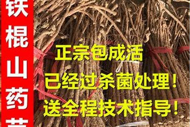 山药什么时候追肥比较好？想要高产应该如何施肥？