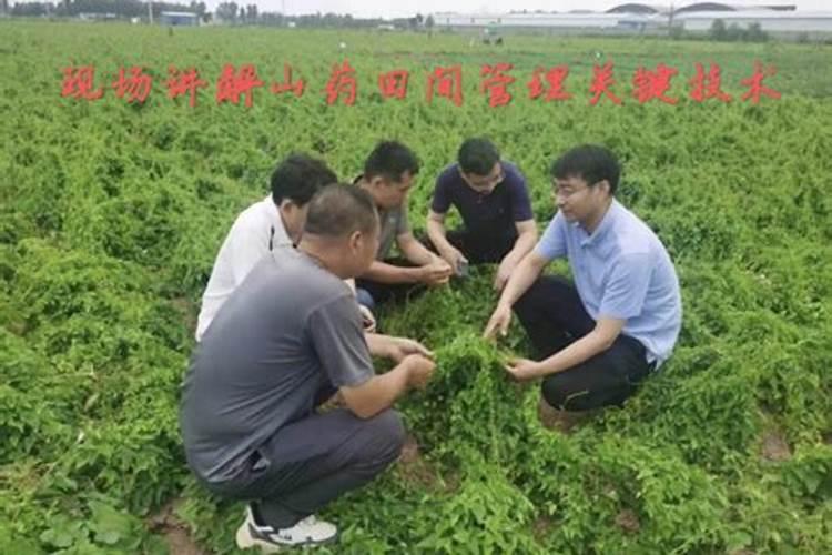 山药的需肥特点是什么？种植山药应该如何施肥？