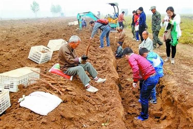 秋季种植淮山什么时候施膨大肥