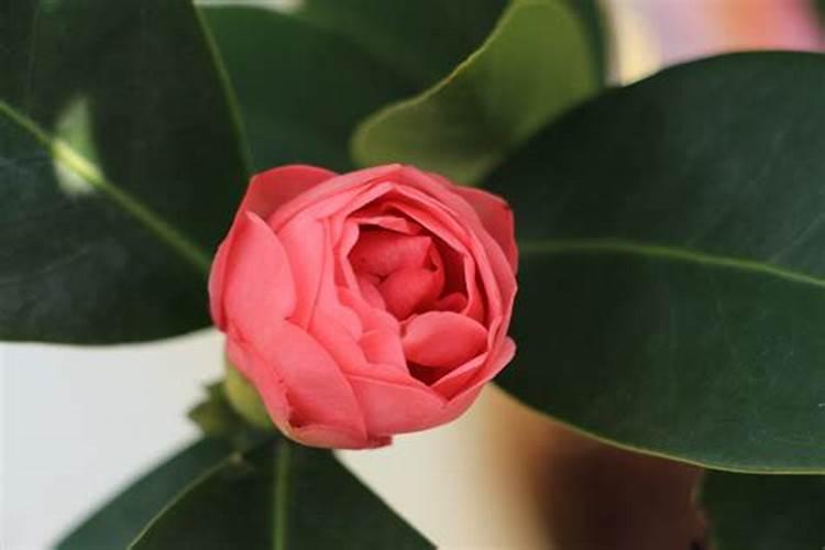 茶花开完花后需要施肥吗(开花前花苞露红施什么肥好)