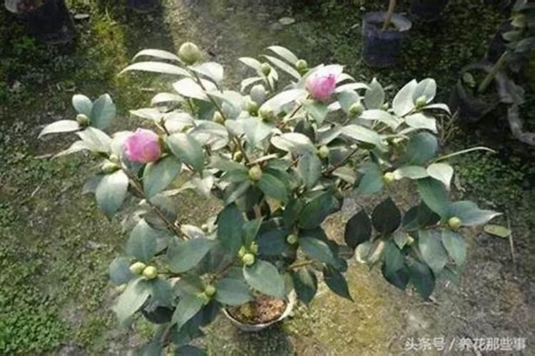 茶花开完花后需要施肥吗(开花前花苞露红施什么肥好)