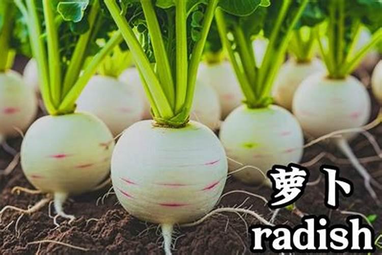 如何种植萝卜,给萝卜施肥选什么肥料