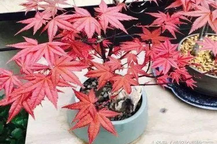 有叶子像枫树叶的丁香树吗？