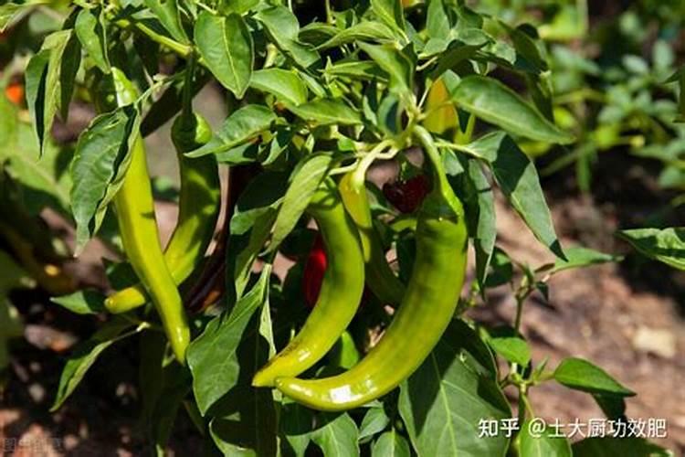 辣椒开花结果期用什么肥料