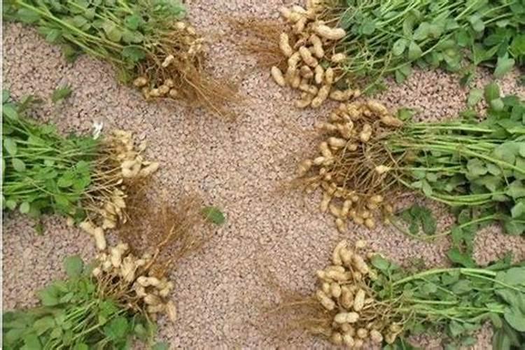花生种子播种的时候把尿素当做有机肥和专用肥一起撒可以吗？