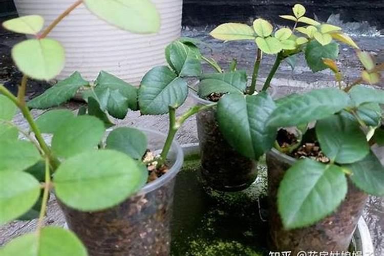 月季花现在都发芽了,而且也长新叶子了,可以施肥吗。