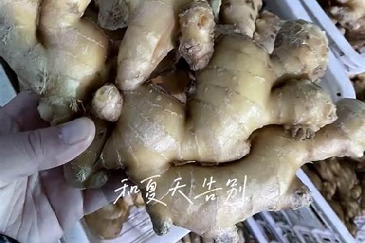 大姜高产全程施肥方法