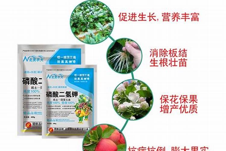 冬天西瓜怎么养护管理 冬天西瓜如何养护管理