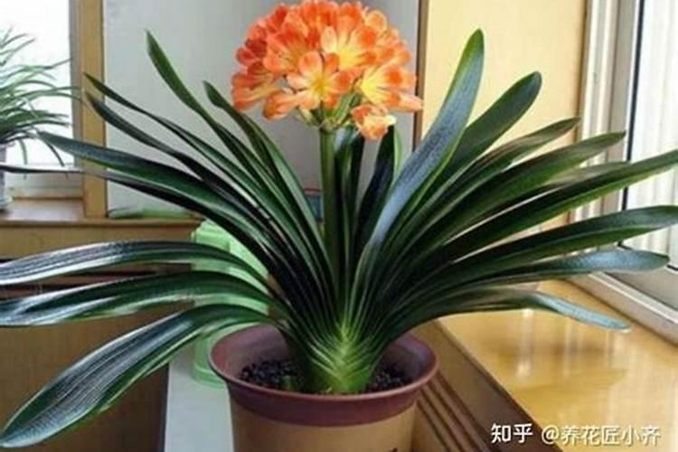 君子兰一般用什么肥比较好 君子兰肥料选择