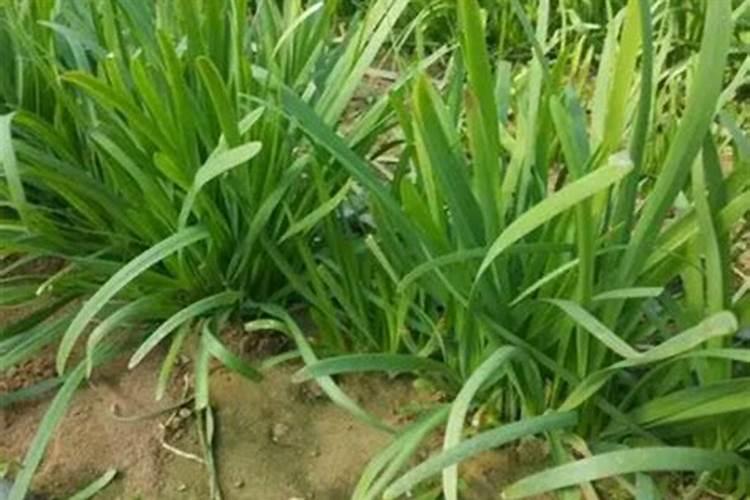 种韭菜用什么肥料最好