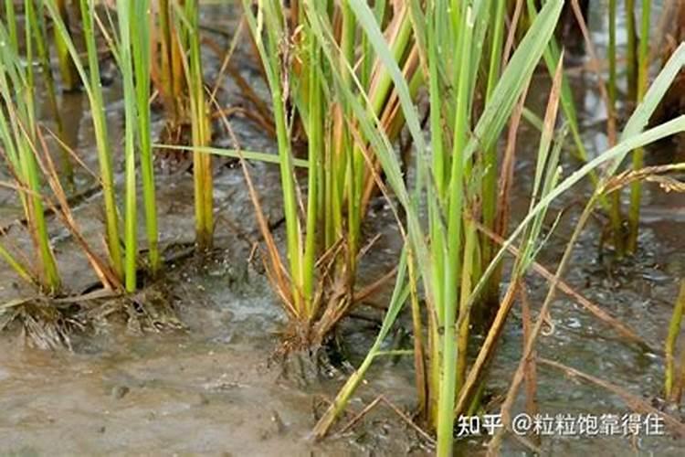 水稻秧苗黄打什么药