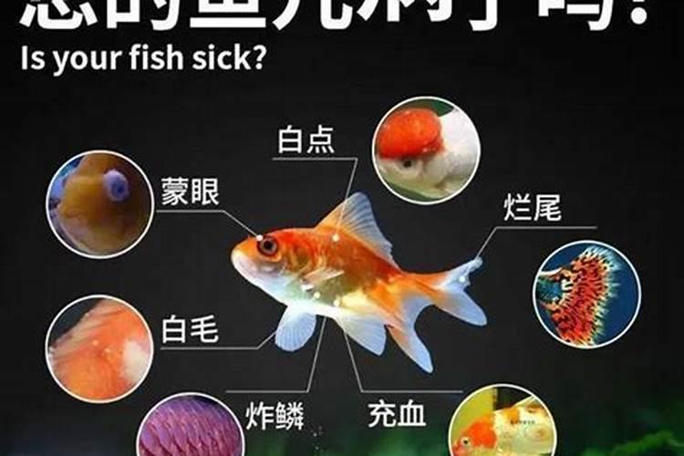 鱼蛋白水溶肥制作方法