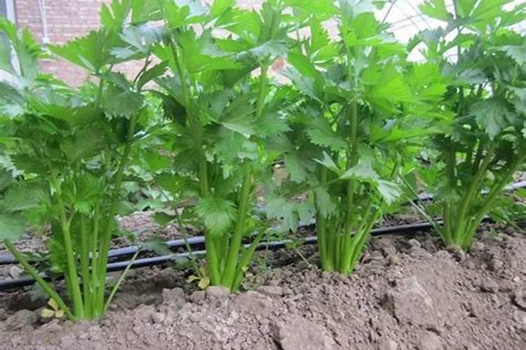 芹菜间苗后冲什么肥料