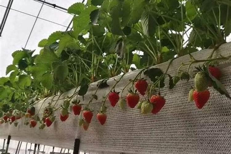家庭无土栽培草莓怎么养