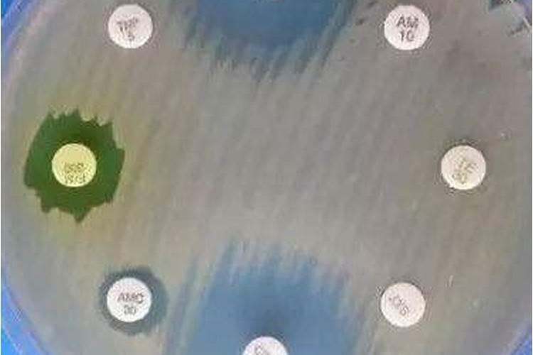 生物防腐剂分类