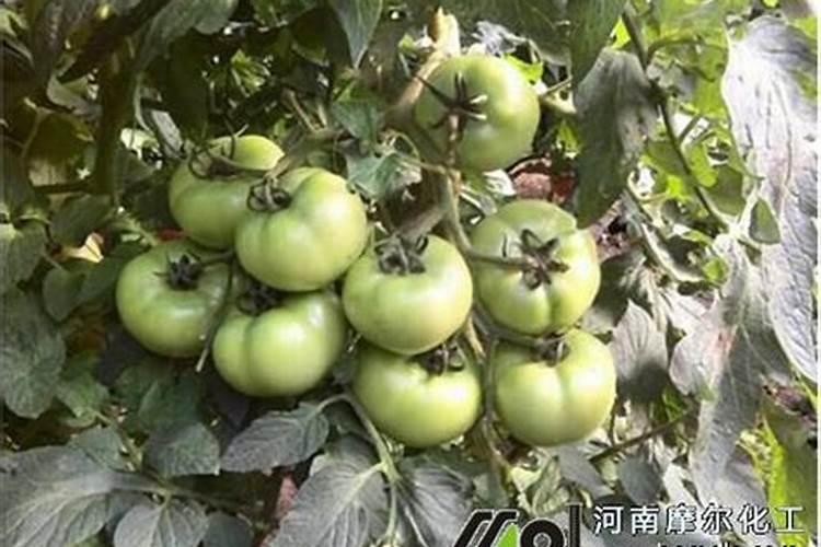 膨果最快的叶面水溶肥方法