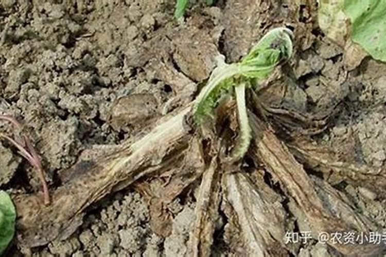 二甲菌核利用途