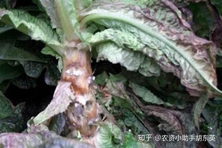 乙烯菌核利很多人不知道,什么是乙烯菌核利呢？