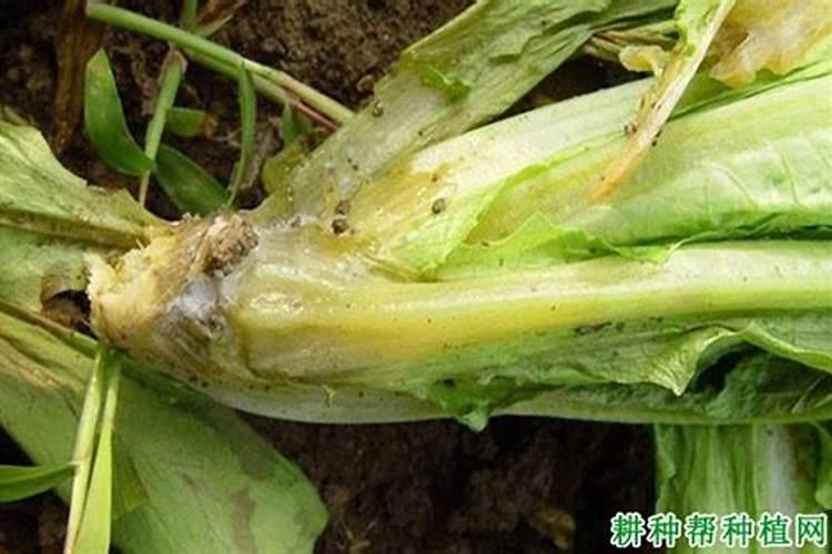 多菌灵主治那些病害