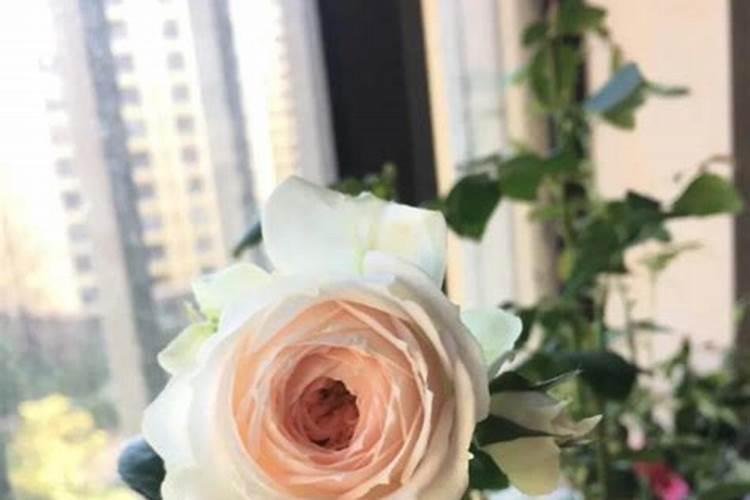 自制蚂蚁药的常见土方法是怎样的