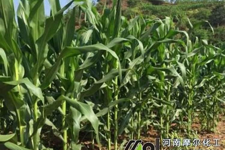 水溶肥浓度多高伤根