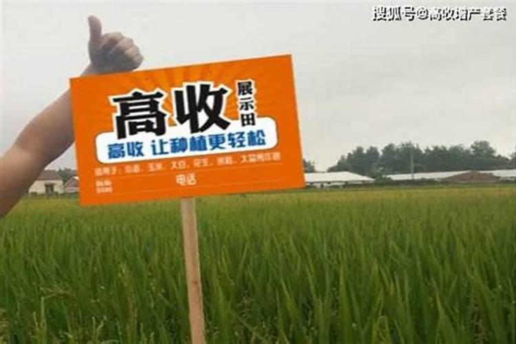 水稻一般施几次肥
