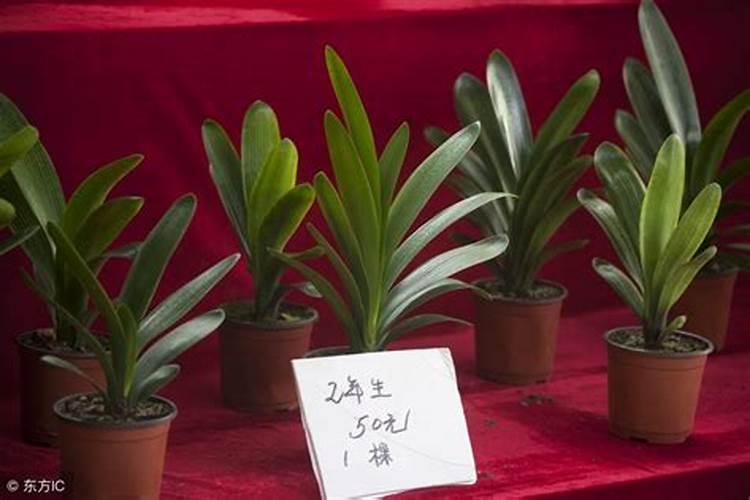 君子兰喷叶面肥都有哪些讲究