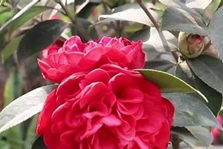 如何养茶花？