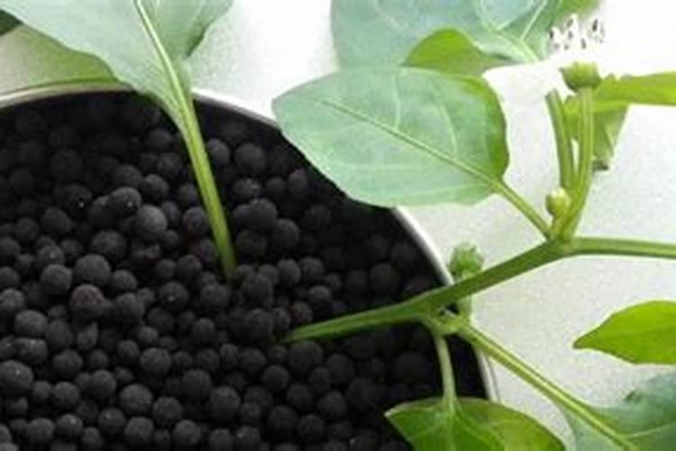 种豆角需要什么肥料