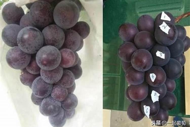 兰花养护最好的肥料