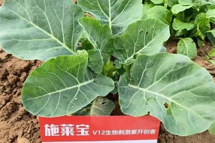 菜花用什么肥料好？