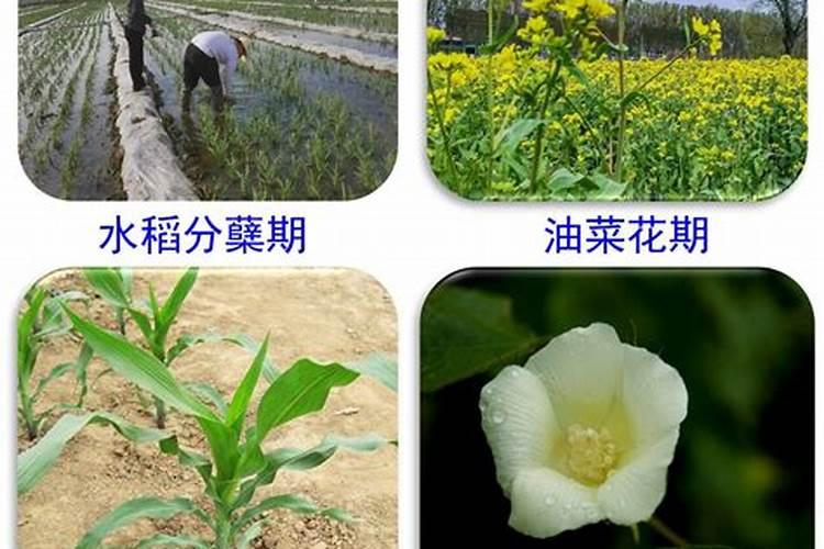 油菜上什么化肥最好