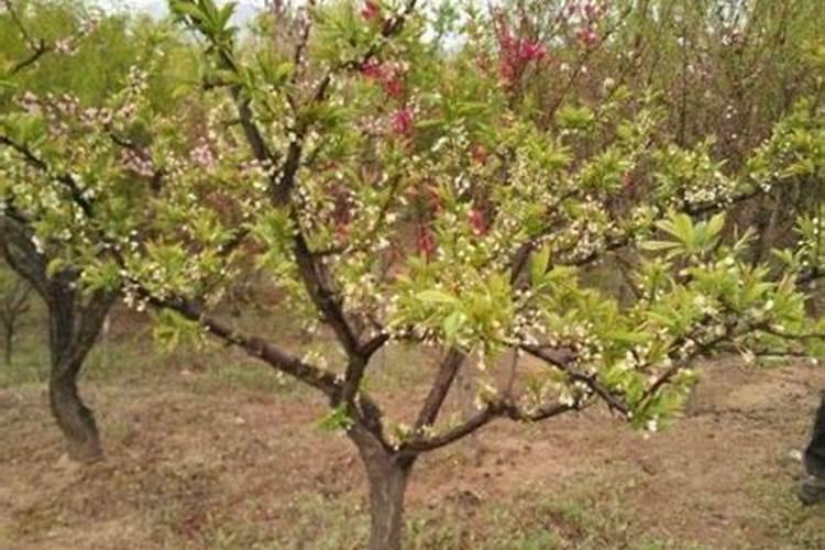 请问一下专家,盆栽桔子树不结果是啥原因,怎么才能让结果