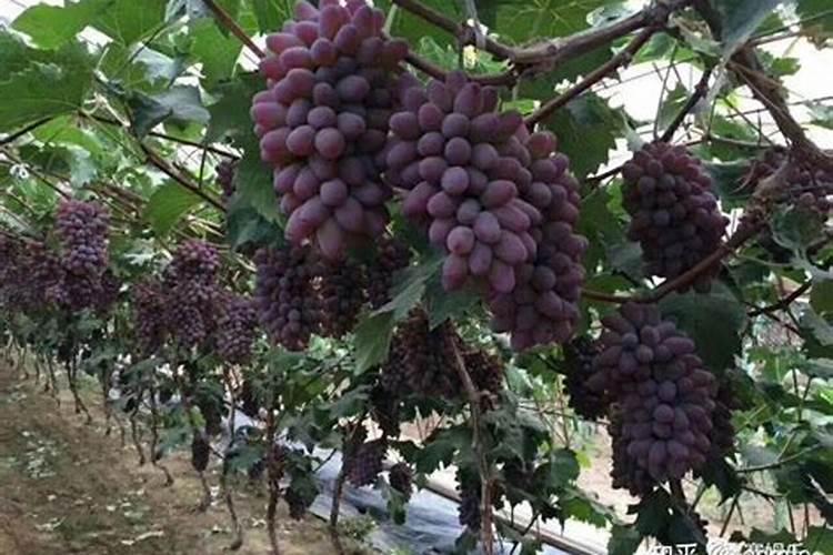请问青菜叶面发黄什么原因？
