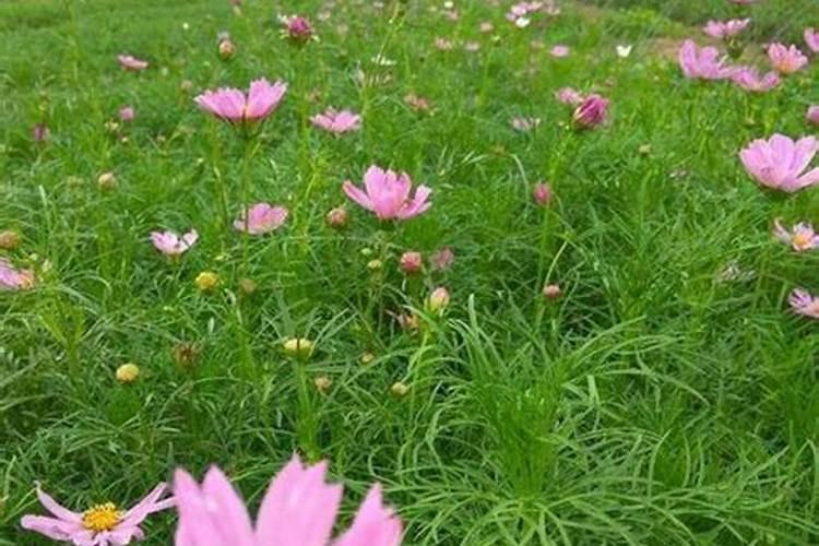 波斯菊种子什么时候施肥